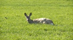 Trpiacu srnku nemá kto zbaviť trápenia. Za všetko môže byrokracia