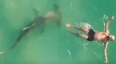 VIDEO: Dron zachytil dychberúci moment. Žralok krúžil okolo ničnetušiaceho plavca