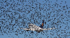 Banalita, ktorá môže viesť ku katastrofe. Čo sa stane, keď do lietadla narazí vták?