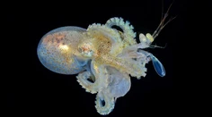 Život v oceánoch z pohľadu fotografov: Súťaž ovládla úchvatná snímka chobotnice lúčiacej sa s mláďatami