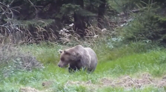 Za bežných okolností medveď utečie hneď, ako vás zaregistruje, upozorňuje neziskovka. Štát žiada o lepšiu komunikáciu