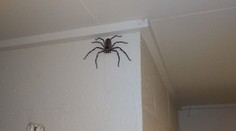 Muž nechal žiť pavúka rok vo svojom dome. Narástol medzitým do gigantickej veľkosti