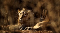 Nočná mora dedinčanov sa skončila. Levov, ktorí požierali ľudí, odchytili