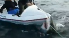 Nervy drásajúci moment! Obrovský biely žralok zaútočil na malý čln