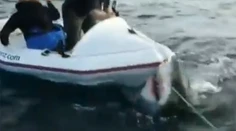Nervy drásajúci moment! Obrovský biely žralok zaútočil na malý čln