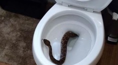 Žena našla v záchode hada. Z toho, čo nasledovalo potom, vás zamrazí