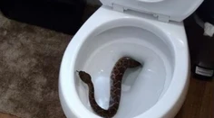 Žena našla v záchode hada. Z toho, čo nasledovalo potom, vás zamrazí