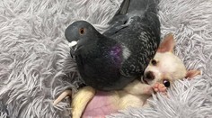Holub, ktorý zabudol lietať, sa nevie odtrhnúť od rozkošnej čivavy s ochrnutými labkami
