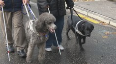 Pudel ako vodiaci pes? Našli sme pána, ktorý by ho za nič na svete nevymenil