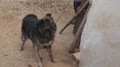 Dá sa psovi zakázať štekať? Chorváti dokázali, že sa to dá