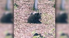 Ľudí pri obci Hriňová vystrašil medveď, potuloval sa neďaleko cesty