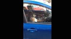 Boxer sa nevedel dočkať majiteľa. 15 minút naňho trúbil