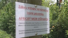 Africký mor ošípaných postupuje. Obce rušia akcie a na lesných cestách hliadkujú policajti