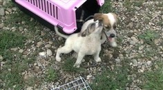 Vo vreci našli dvoch týraných psov