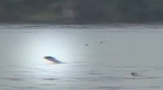 Unikátne video:  Ryba ulovila lastovičku počas letu