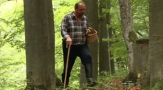Hubári chystajte si košíky: Cez víkend môže vypuknúť šialenstvo