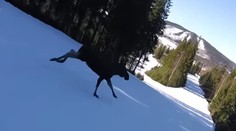 VIDEO: Kúsok od tragédie. Lyžiar v plnej rýchlosti takmer napálil do obrovského losa
