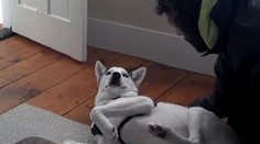 Tento psík vie rozprávať. Neveríte? Máme dôkaz