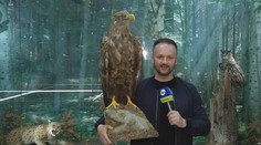 Je na pokraji vyhynutia. Majster vzdušných útokov sa nečakane objavil v nezvyčajnom kúte Slovenska