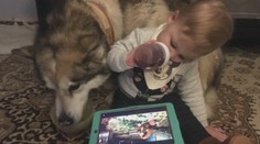 Prípad utýraného malamuta je iba špička ľadovca. Ochranári hovoria o rómskej mafii