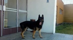 Pes Assco vyňuchal chlapca, ktorý sa stratil v Chorvátskom Grobe