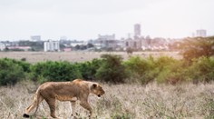 Poplach v nemeckom meste Lünebach sa skončil. Šelmy našli v areáli ZOO