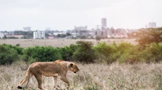 Poplach v nemeckom meste Lünebach sa skončil. Šelmy našli v areáli ZOO