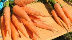 Ste obézni? Mrkva vám pomôže schudnúť!