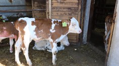 Uhynutá krava v Holandsku mala pozitívny test na chorobu šialených kráv