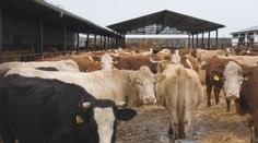 Vláda predĺžila odvodovú úľavu pre potravinárov. Ministerstvá si chcú posvietiť na výšku marží