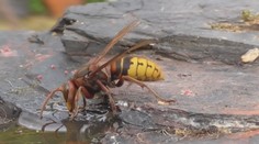 Agresívny sršeň ohrozuje takmer celú Európu. Zrejme sa dostane aj na Slovensko