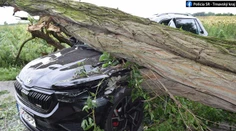 Hrozivá scéna na juhu Slovenska: Na idúce auto padol mohutný strom