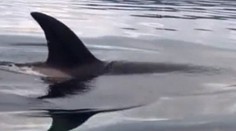 Najskôr obdivovali kosatky. Potom takmer pustili do gatí