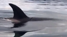 Najskôr obdivovali kosatky. Potom takmer pustili do gatí