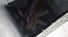 Päť hasičov muselo zachraňovať koňa, ktorý spadol do jamy cez malý otvor