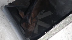 Päť hasičov muselo zachraňovať koňa, ktorý spadol do jamy cez malý otvor