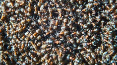 V atómovom bunkri objavili milión kanibalistických mravcov. Ich trápenie ukončili vedci