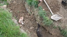 Surovo zabil polročné šteniatko a zakopal ho na dvore