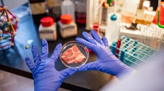 Klasické či umelo vypestované mäso. Vybrať si medzi nimi budú môcť hostia amerických reštaurácii