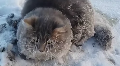 Úbohú mačku takmer zabila ruská zima, záchrana prišla v poslednom okamihu