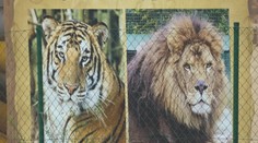 Ranč, kde lev usmrtil majiteľa, fungoval bez povolení. Najavo vyšli viaceré zarážajúce skutočnosti