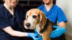 Veterinár o rýchlo šíriacej sa chorobe psov: Červy rastú až do pätnástich centimetrov a blokujú srdce