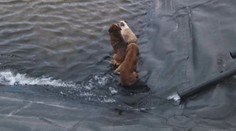 Pestovatelia rajčín mali poplach. V nádrži za skleníkmi uviazli naraz štyri psy