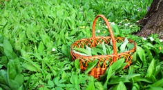 Rastie prvá bylina do kuchyne. Medvedí cesnak považujú aj za detoxikačný zázrak