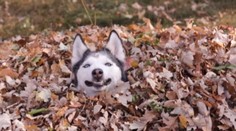 Je vám ľúto, že pes nerozpráva? Naučiť ho to vraj nie je až tak nereálne