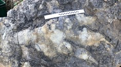 V Anglicku objavili rekordne veľkú stopu mäsožravého dinosaura