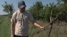 Ochranári vysadili stromy, ktoré mali lákať dravca. Niekto ich zničil
