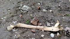 Šokujúci nález: Za Rusovcami našli ľudskú kosť