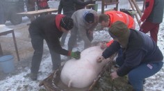 Mnohí ju milujú, iní zas hania: Viete si predstaviť zabíjačku ako umelecké dielo?