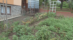 Záhradkári majú hlavy v smútku. Chceli dažde, no veľa vody im úrodu skôr poničilo